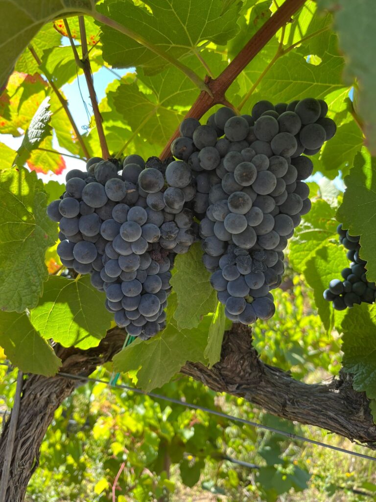 grapes